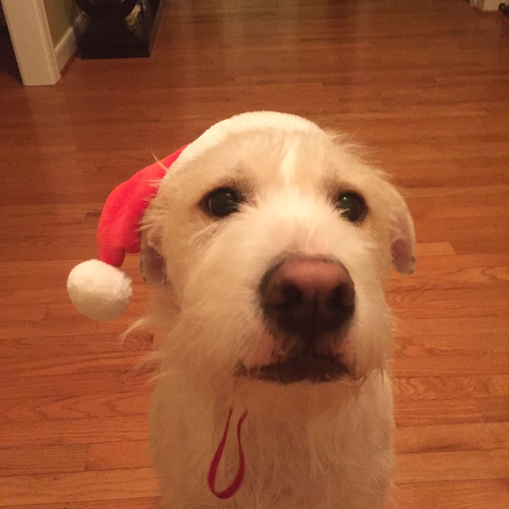 Meet your Posher, Cookie